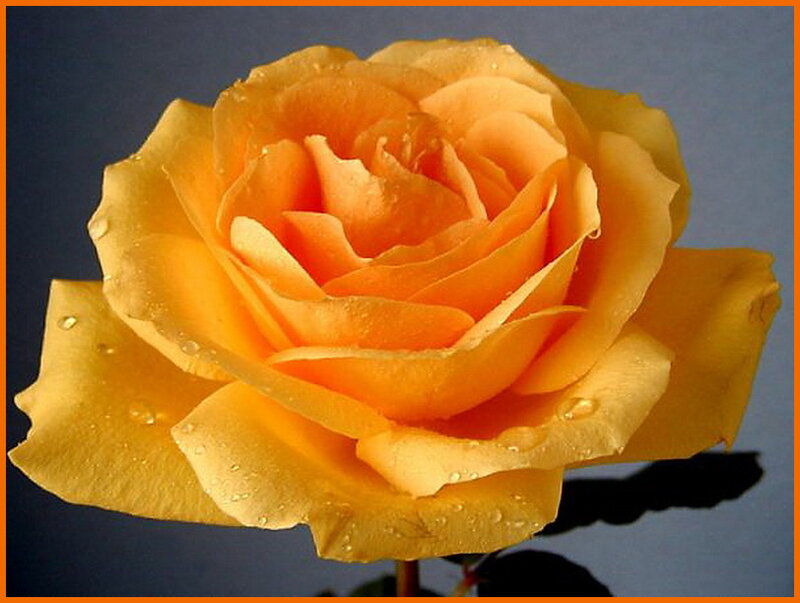 Yellow Rose with Water Droplets — Calm, Photograph, Water Droplets, Stem