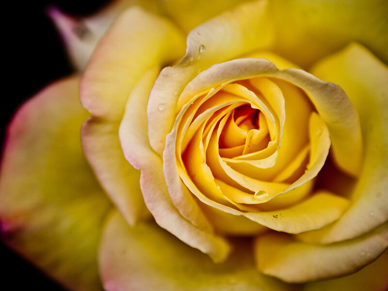 Yellow Rose with Water Droplets — Calm, Photograph, Water Droplets