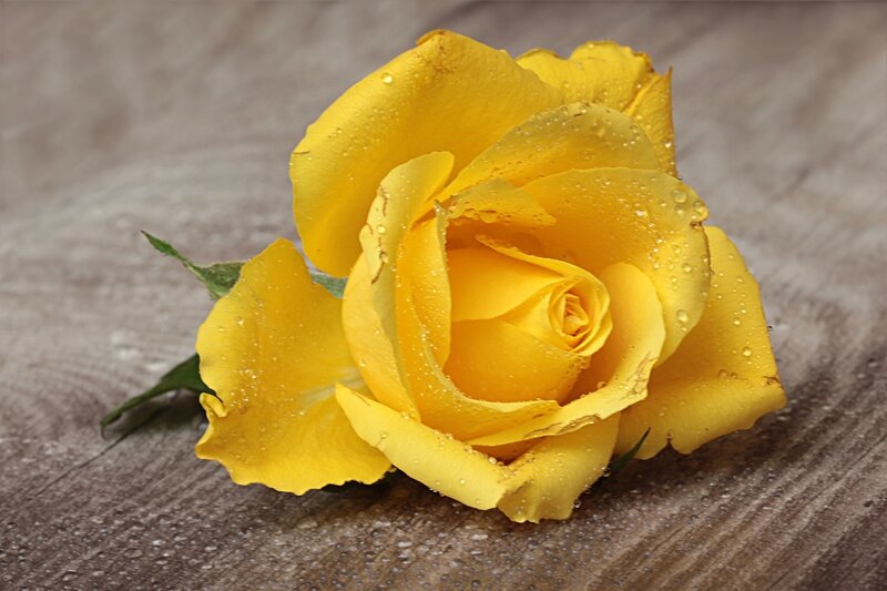 Yellow Rose with Water Droplets — Calm, Photograph, Wood Surface