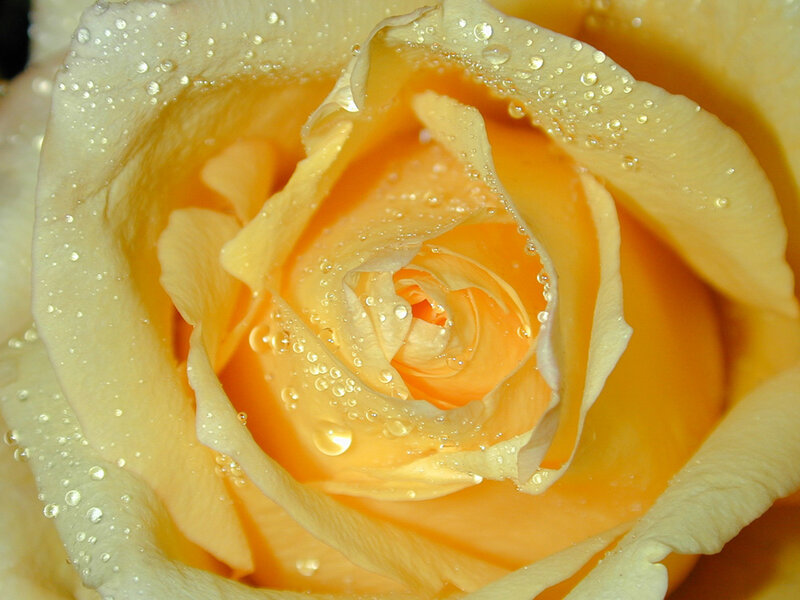 Yellow Rose with Water Droplets — Calm