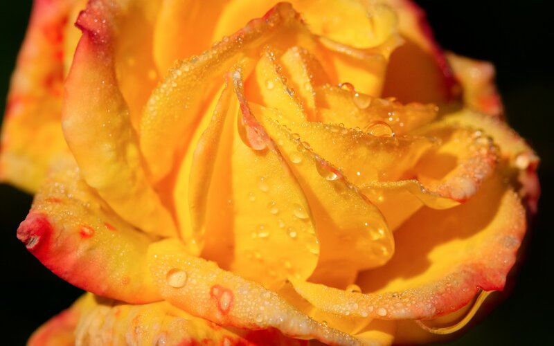 Yellow Rose with Water Droplets — Dramatic, Afternoon, Photograph