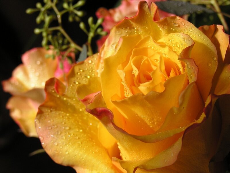 Yellow Rose with Water Droplets — Dramatic, Afternoon