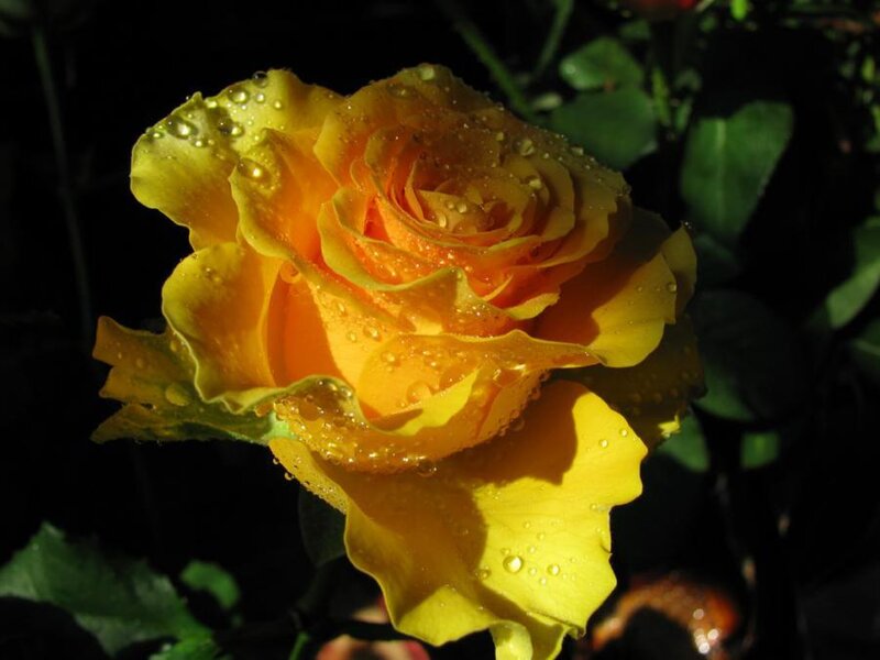 Yellow Rose with Water Droplets — Dramatic, Morning