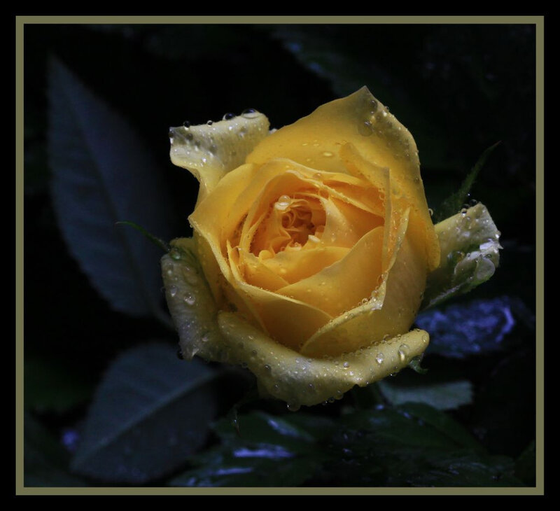 Yellow Rose with Water Droplets — Dramatic, Night, Photograph