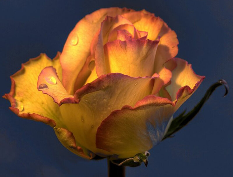 Yellow Rose with Water Droplets — Dramatic, Night