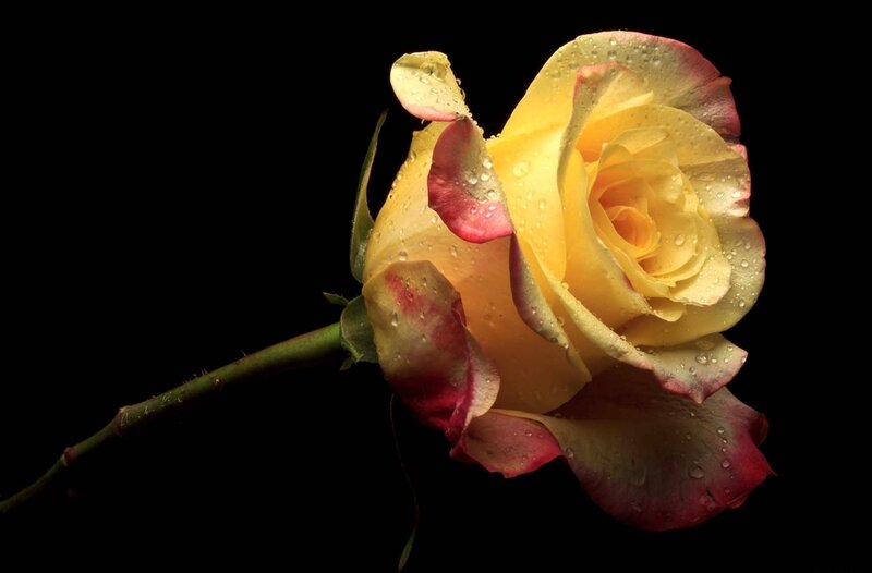Yellow Rose with Water Droplets — Dramatic, Photograph, Flower