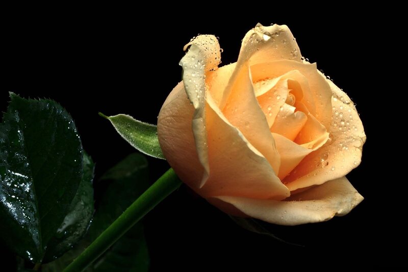 Yellow Rose with Water Droplets — Dramatic, Photograph, Leaf