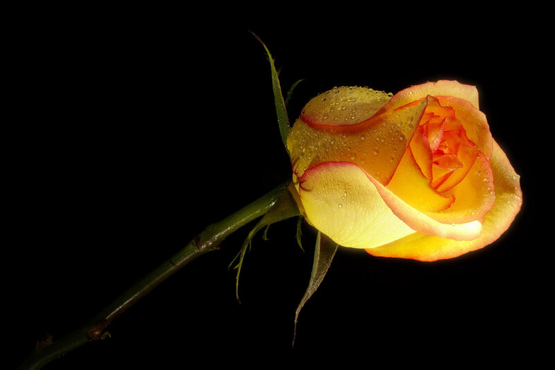 Yellow Rose with Water Droplets — Dramatic, Photograph, Stem