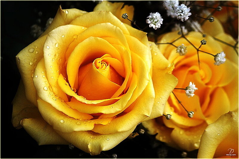 Yellow Rose with Water Droplets — Dramatic, Photograph