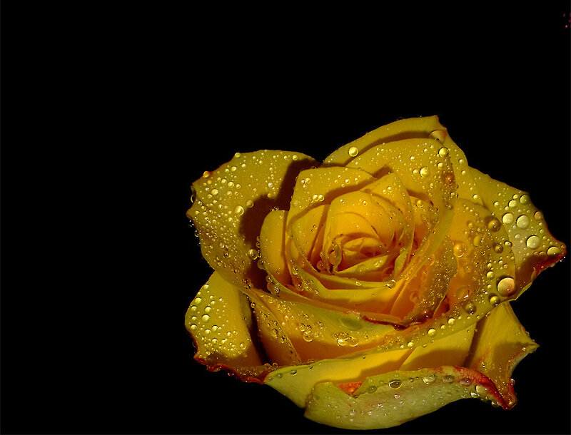 Yellow Rose with Water Droplets — Dramatic, Photograph, Water Droplets, Black Background, Black