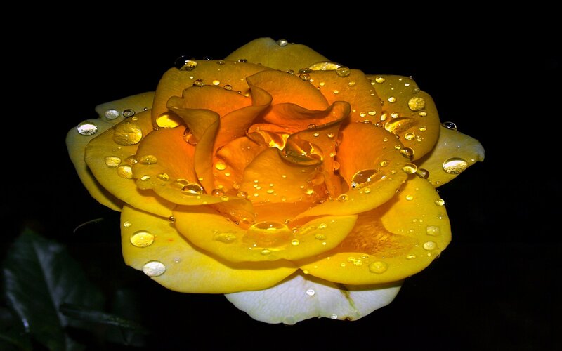 Yellow Rose with Water Droplets — Dramatic, Photograph, Water Droplets, Petals, Leaf