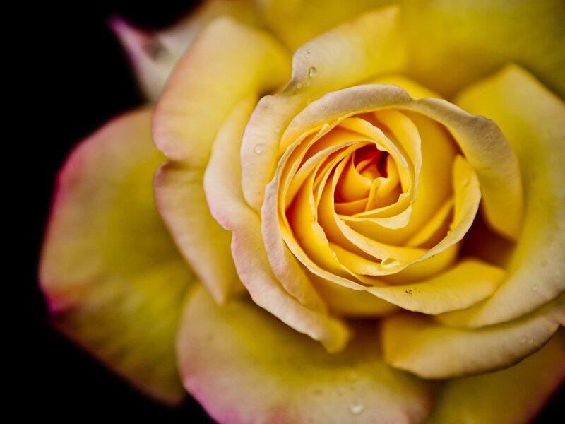 Yellow Rose with Water Droplets — Dramatic, Photograph, Water Droplets, Petals, White
