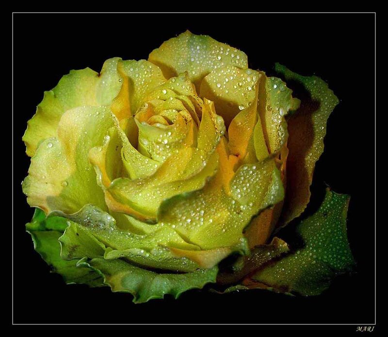 Yellow Rose with Water Droplets — Dramatic, Photograph, Water Droplets