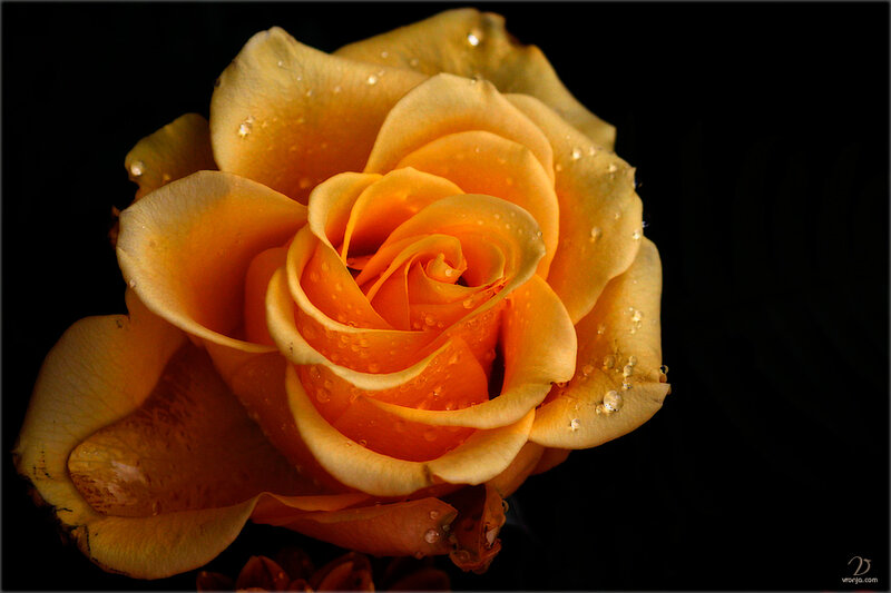 Yellow Rose with Water Droplets — Dramatic