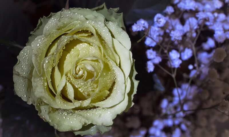 Yellow Rose with Water Droplets — Green
