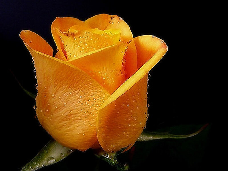 Yellow Rose with Water Droplets — Orange