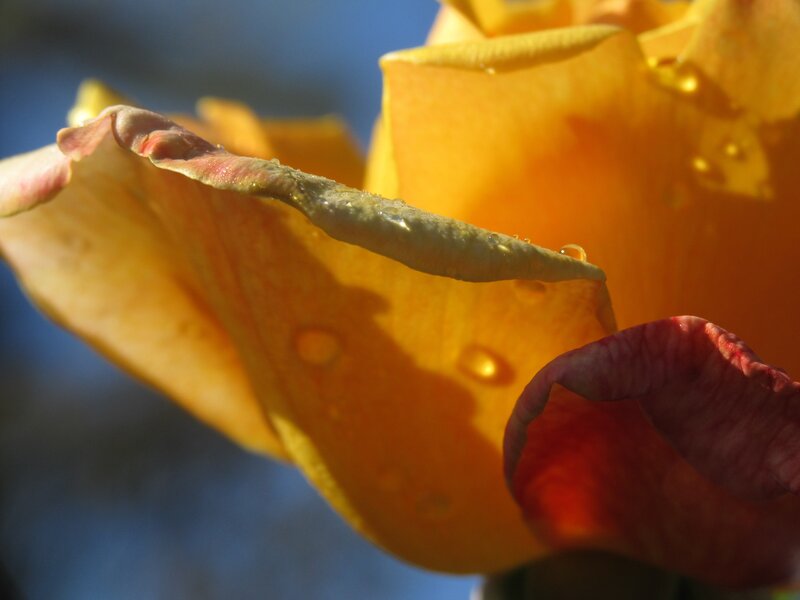 Yellow Rose with Water Droplets — Serene, Afternoon, Photograph, Petals