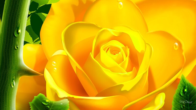 Yellow Rose with Water Droplets — Serene, Digital Art