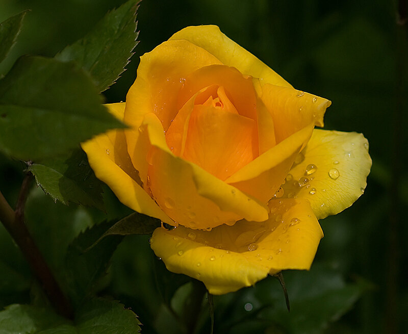 Yellow Rose with Water Droplets — Serene, Morning, Photograph, Green Leaves, Water Droplets