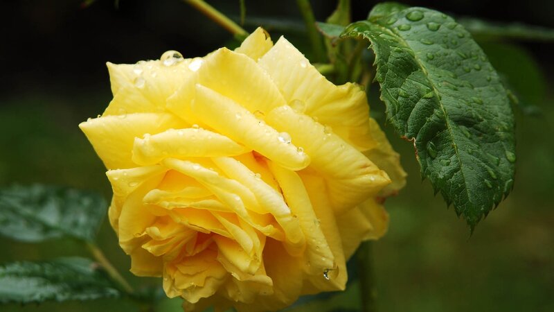 Yellow Rose with Water Droplets — Serene, Morning, Photograph, Leaf, Petals