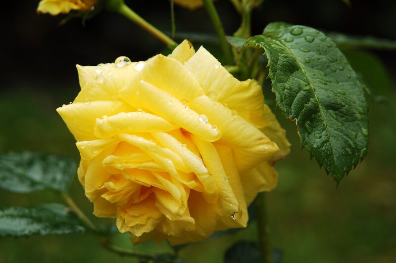 Yellow Rose with Water Droplets — Serene, Morning, Photograph, Leaf, Stem, Bud