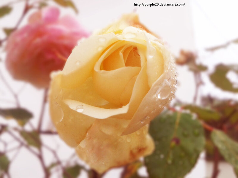 Yellow Rose with Water Droplets — Serene, Morning, Photograph, Pink Rose
