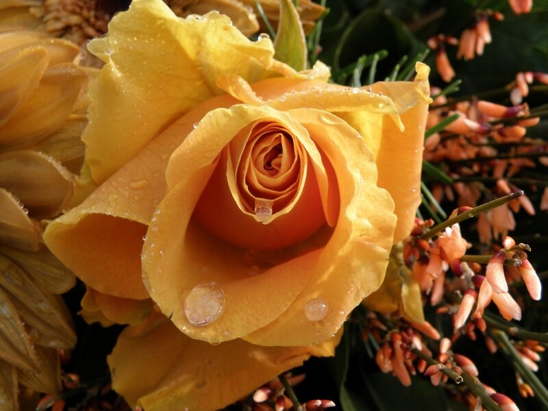 Yellow Rose with Water Droplets — Serene, Morning