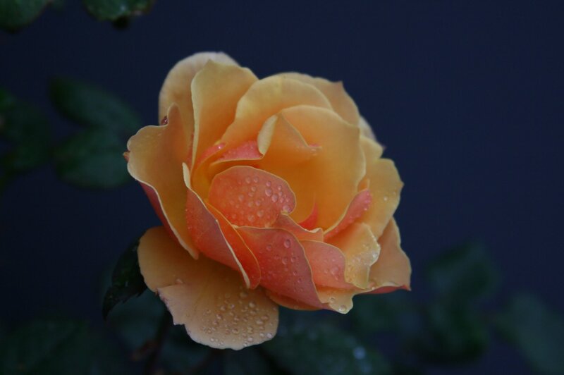 Yellow Rose with Water Droplets — Serene, Night
