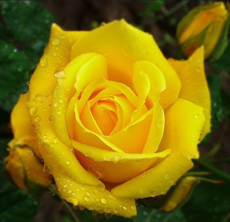 Yellow Rose with Water Droplets — Serene, Photograph, Green Leaves