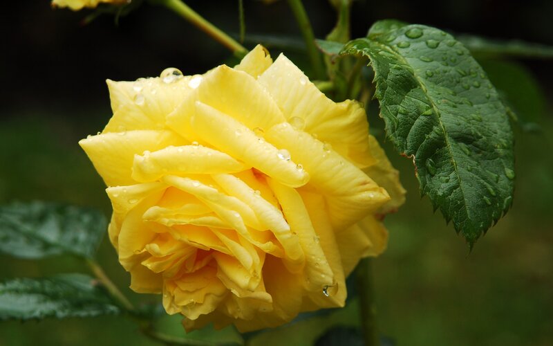 Yellow Rose with Water Droplets — Serene, Photograph, Leaf