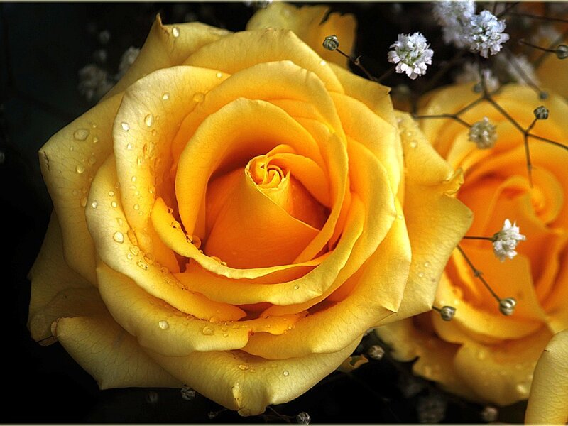 Yellow Rose with Water Droplets — Serene, Photograph
