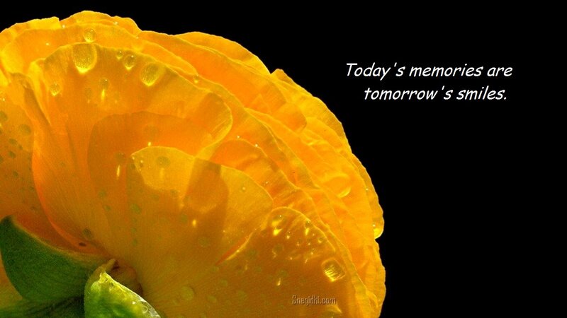 Yellow Rose with Water Droplets — Serene, Photograph, Water Droplets, Green Leaves, Text