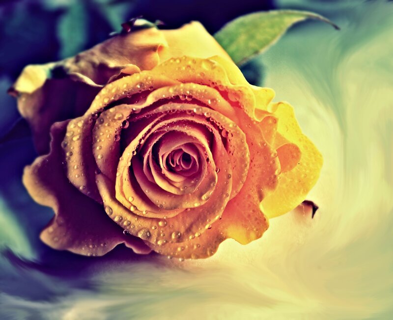 Yellow Rose with Water Droplets — Serene, Photograph, Water Droplets, Leaf