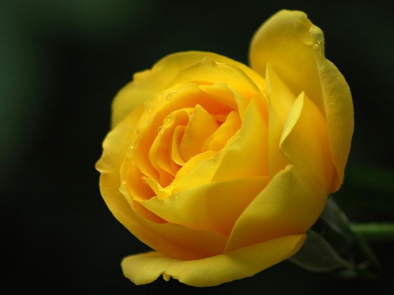 Yellow Rose with Water Droplets — Serene, Photograph, Water Droplets, Stem