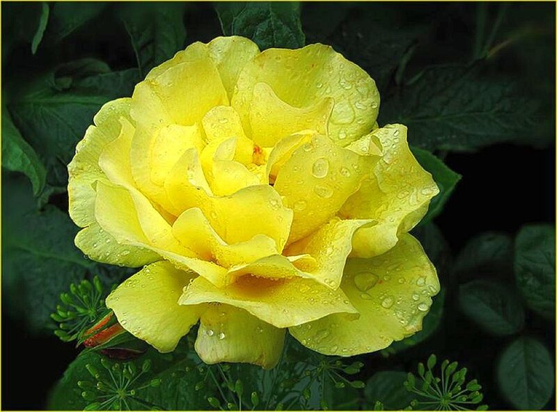 Yellow Rose with Water Droplets — Serene, Photograph, Water Droplets