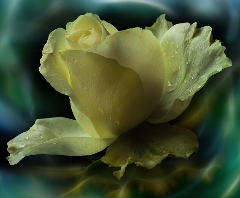 Yellow Rose with Water Droplets — Serene