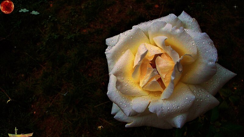 Yellow Rose with Water Droplets — White, Dramatic