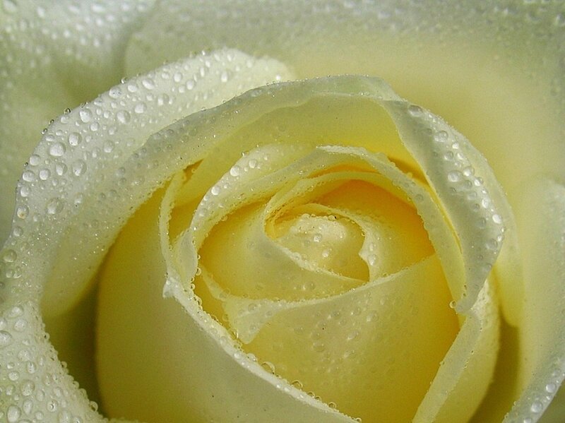 Yellow Rose with Water Droplets — White, Serene