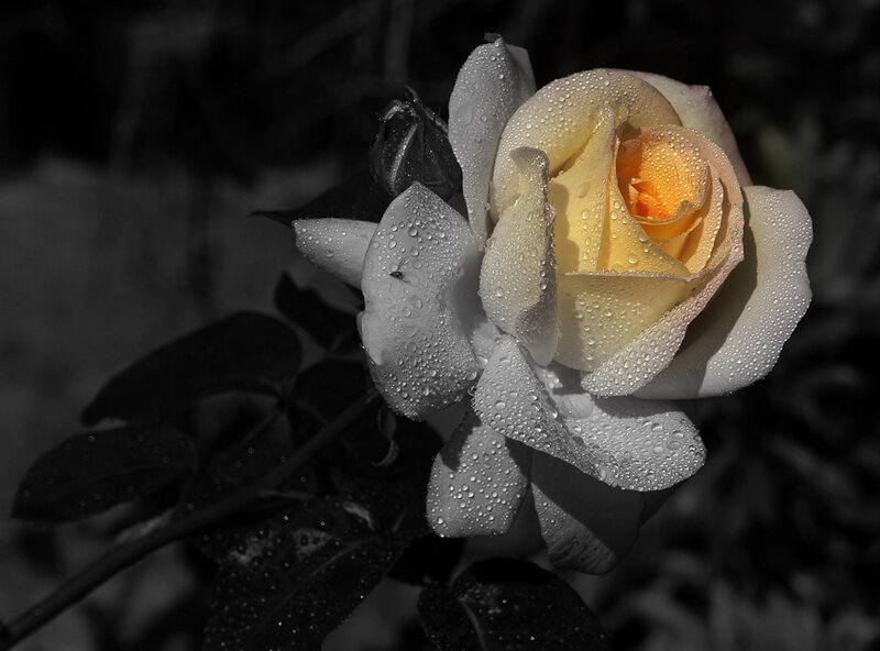 Yellow Rose with Water Droplets — White