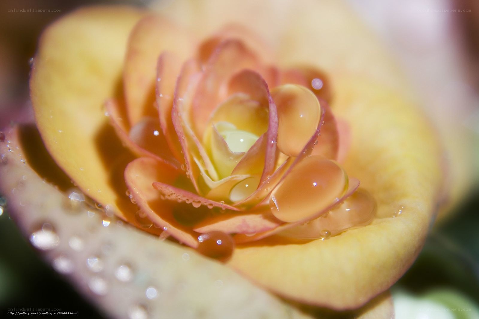 Yellow rose with water droplets