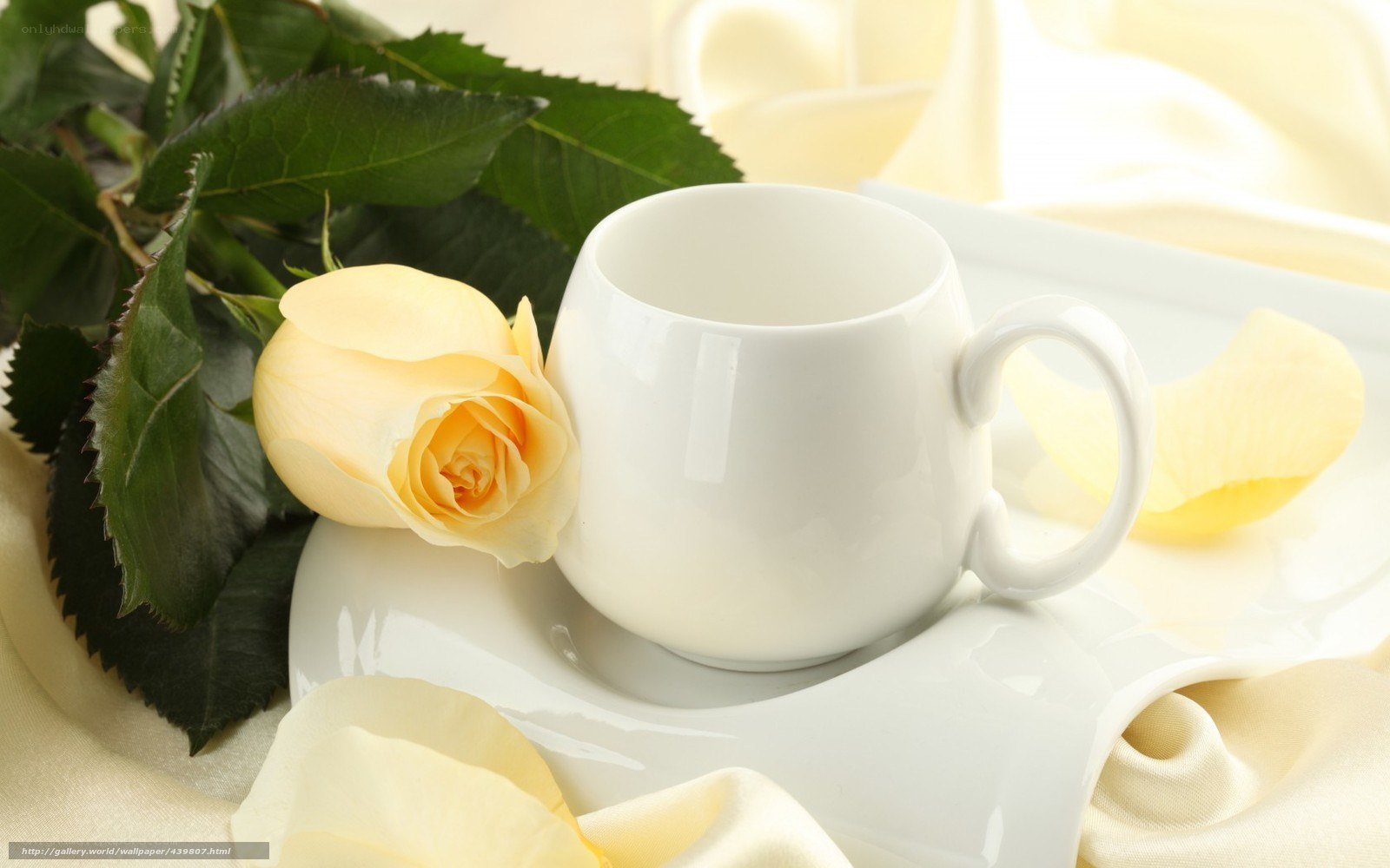 Yellow rose with white cup
