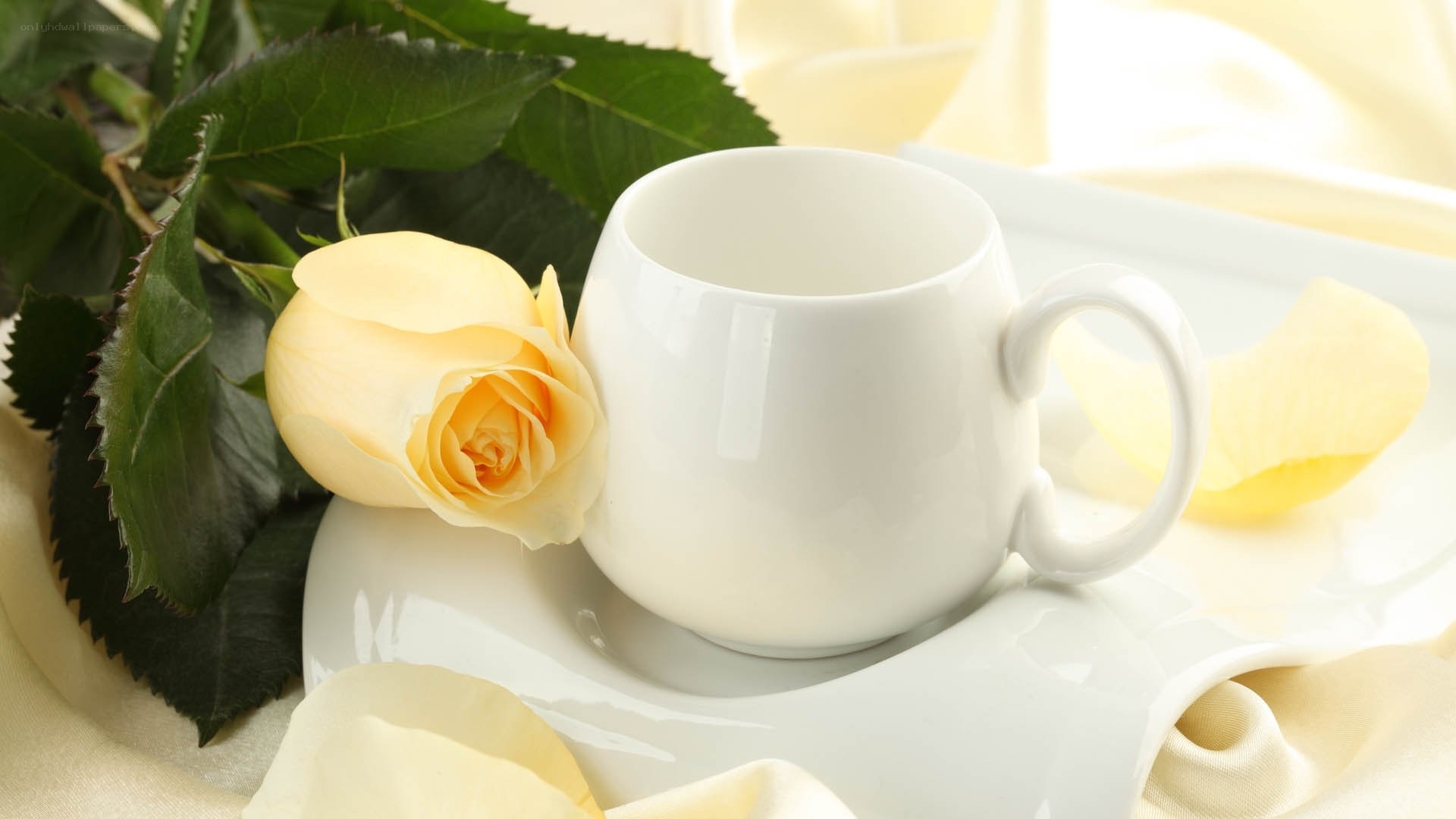 Yellow rose with white cup