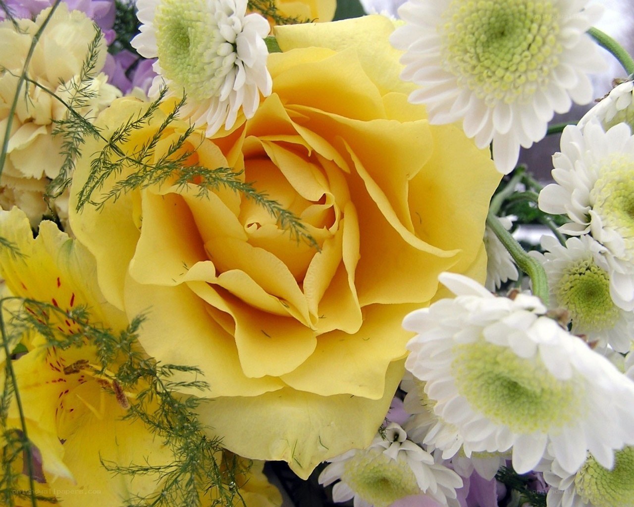 Yellow rose with white daisies