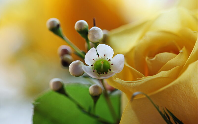 Yellow Rose with White Flower