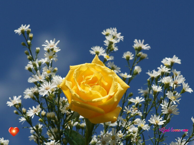 Yellow Rose with White Flowers