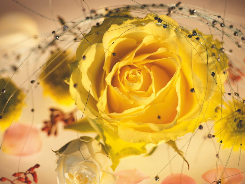 Yellow Rose with Wire