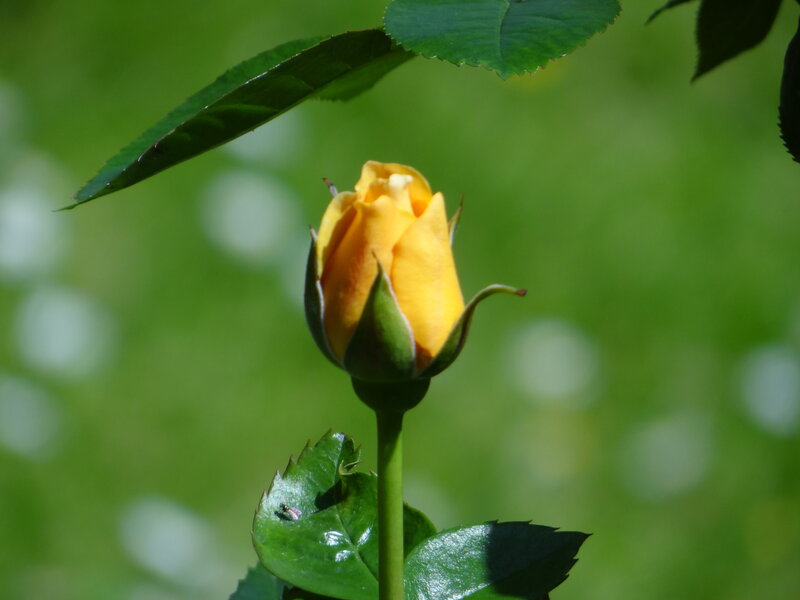 Yellow Rosebud — Green