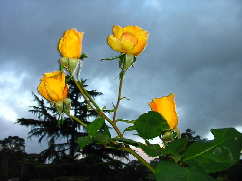 Yellow roses against a cloudy sky