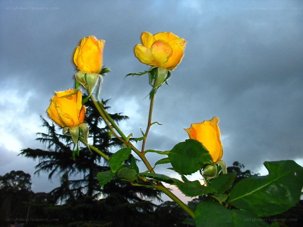 Yellow roses against a cloudy sky