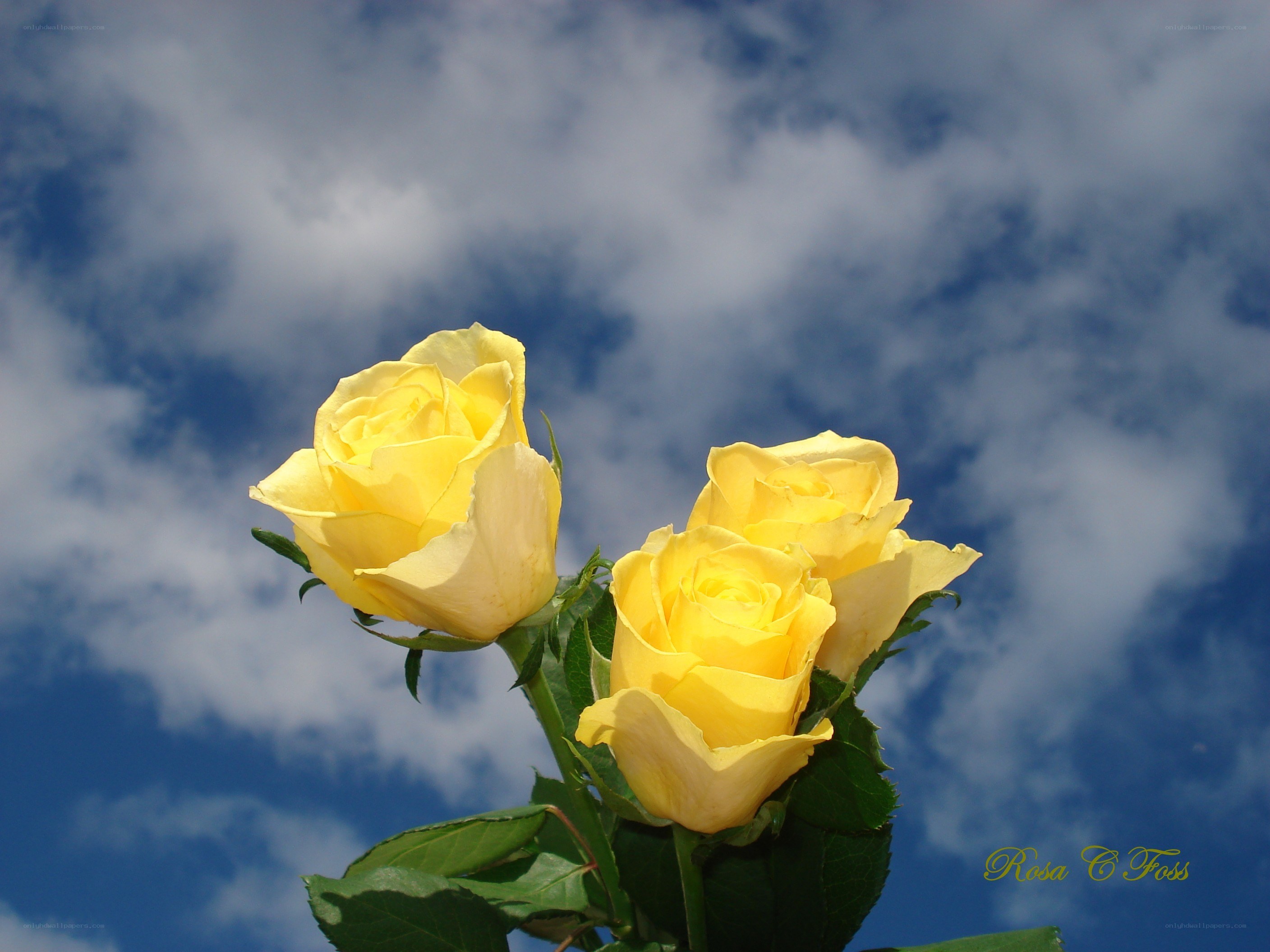 Yellow roses against blue sky